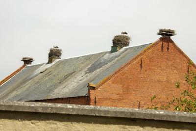 Storchendorf R?hst?dt in der Elbaue N?he Wittenberge im Landkreis Prignitz - gesehen am 01.06.2021 *** Stork village R?h-stock-foto