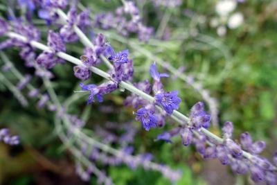 Blüten der Silber-Perowskie oder Blauraute (Salvia yangii, Perovskia atriplicifolia) in Nahaufnahme Blüten der Silber-Pe-stock-foto