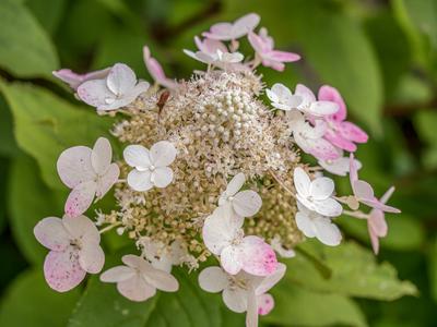 Panicled hydrangea flowers in blossom Closeup of panicled hydrangea flowers in blossom Copyright: xZoonar.com/RomanxMile-stock-foto