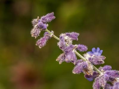Russian Sage flowers in blossom Closeup shot of Russian Sage flowers in blossom Copyright: xZoonar.com/RomanxMilertx 220-stock-foto