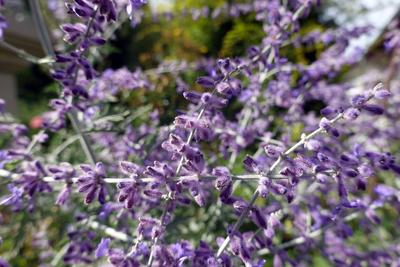Silber-Perowskie (Perovskia atriplicifolia), auch Blauraute - bl?hende Pflanze im Garten Silber-Perowskie (Perovskia atr-stock-foto