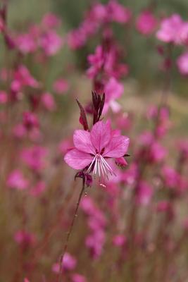 Group of Gaura estrellira flowers in the bush, out of focus background, and detail Detail of Gaura flower strellite on u-stock-photo