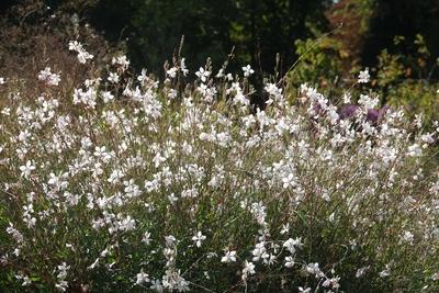 Gaura lindheimeri, Prachtkerze, White gaura Gaura lindheimeri, Prachtkerze, White gaura Copyright: xZoonar.com/PeterxHim-stock-foto