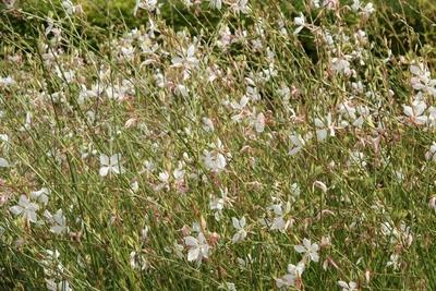 Gaura lindheimeri, Prachtkerze, White gaura Gaura lindheimeri, Prachtkerze, White gaura Copyright: xZoonar.com/PeterxHim-stock-foto
