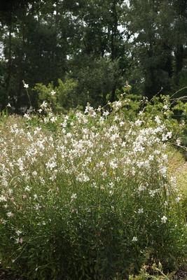 Gaura lindheimeri, Prachtkerze, White gaura Gaura lindheimeri, Prachtkerze, White gaura Copyright: xZoonar.com/PeterxHim-stock-foto