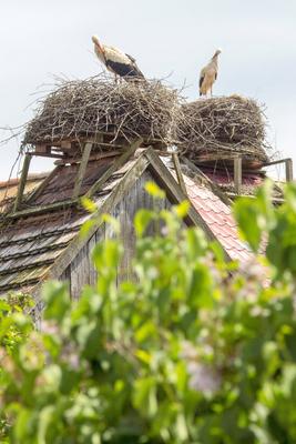 Storchendorf R?hst?dt in der Elbaue N?he Wittenberge im Landkreis Prignitz - gesehen am 01.06.2021 *** Stork village R?h-stock-foto