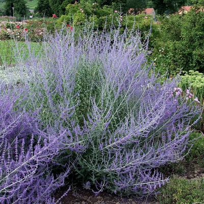 Perovskia atriplicifolia Blue Spire McPHRM *** Perovskia atriplicifolia Blue Spire McPHRM McPHRM-stock-foto