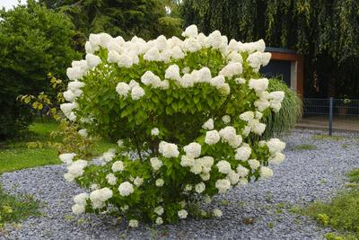 Strauch mit bluehenden Hortensien (Hydrangea) auf einem Schotterfeld Strauch mit bl?henden Hortensien (Hydrangea) auf ei-stock-foto