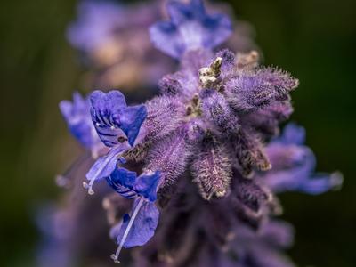 Russian Sage flowers in blossom up close Closeup shot of Russian Sage flowers in blossom Copyright: xZoonar.com/RomanxMi-stock-foto