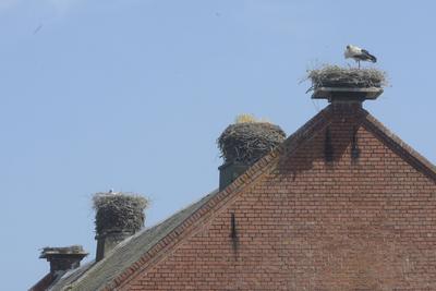 Gleich vier Nest wurden von St?rchen auf einem Dach in R?hst?dt gebaut. *** Four nests were built by storks on a roof in-stock-photo
