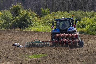 St?rche (Ciconia ciconia) auf der Suche nach Nahrung laufen hinter einem Traktor mit einer Egge auf einem Feld bei Blumb-stock-foto