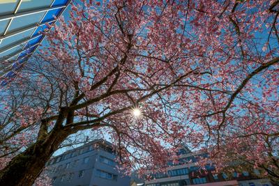 Fruehling (Fr?hling) im Siegerland-stock-photo