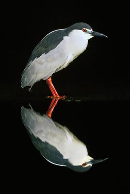 Nacht-Reiher, Nachtreiher, Nycticorax nycticorax, black-crowned night heron-stock-foto