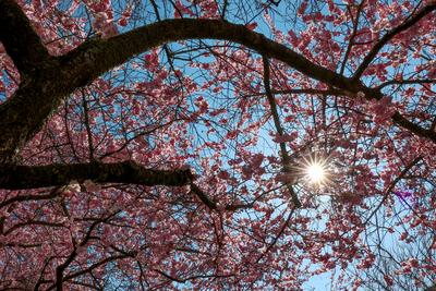 Fruehling (Fr?hling) im Siegerland-stock-photo