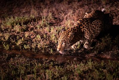 Londolozi Wildlife Reserve,South Africa,A male leopard, Panthera pardus, drinking at night.-stock-photo