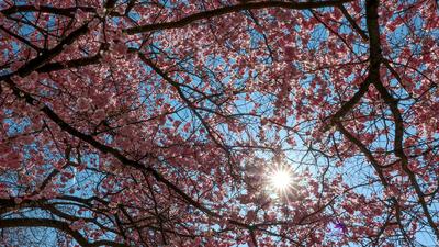 Fruehling (Fr?hling) im Siegerland-stock-photo