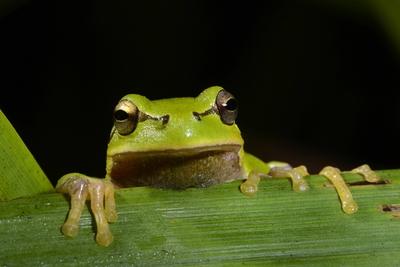 Oestlicher Laubfrosch Europaeischer Laubfrosch Osteuropaeischer Laubfrosch Hyla orientalis Hyla-stock-photo
