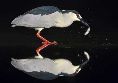 Nacht-Reiher, Nachtreiher, Nycticorax nycticorax, black-crowned night heron-stock-foto