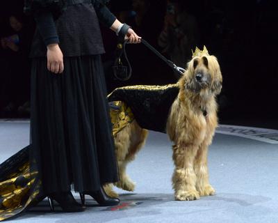 SHANGHAI, CHINA - MARCH 28: A pet dog accompanied by model walks the runway during 2025 Petjoy Fashion Week at Shanghai-stock-photo