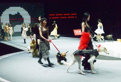 SHANGHAI, CHINA - MARCH 28: Pet dogs accompanied by models walk the runway during 2025 Petjoy Fashion Week at Shanghai F-stock-foto