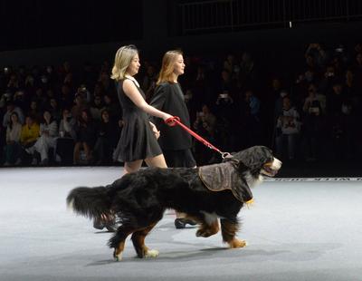 SHANGHAI, CHINA - MARCH 28: A pet dog accompanied by model walks the runway during 2025 Petjoy Fashion Week at Shanghai-stock-photo