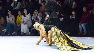 SHANGHAI, CHINA - MARCH 28: A pet dog accompanied by model walks the runway during 2025 Petjoy Fashion Week at Shanghai-stock-photo