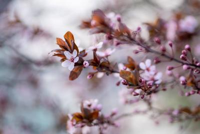 Zweig einer bl?henden Pflaume mit rosa Bl?ten in Gro?aufnahme. Japanische Sakura-Kirschbl?ten. Fr?hlingszeit-stock-photo