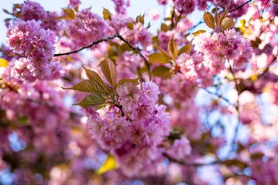 Kirschblüten in der TV Asahi Kirschblütenallee am 30. April 2023 in Berlin. Kirschblütenallee in Berlin *** Cherry bloss-stock-foto