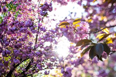 Kirschblüten in der TV Asahi Kirschblütenallee am 30. April 2023 in Berlin. Kirschblütenallee in Berlin *** Cherry bloss-stock-foto