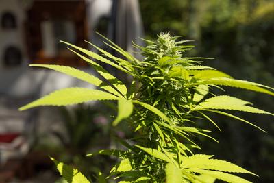 Natural medicine hemp plant growing on bright sunny day, close up view Homegrown Cannabis on the balcony *** Nat?rliche-stock-foto