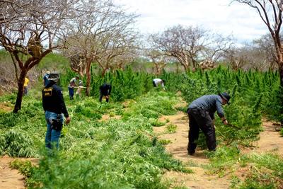 RECORD DATE NOT STATED marijuana plantation in bahia jacobina, bahia / brazil - december 5, 2014: Civil police officer f-stock-foto