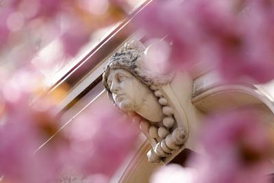 Kirschblüte in der Altstadt. Unzählige Kirschbäume entfalten in den ersten wärmeren Apriltagen ihre volle Blütenpracht u-stock-foto