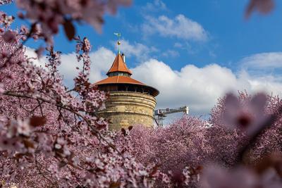 Kirschbl?te in N?rnberg, 01.04.2025-stock-photo