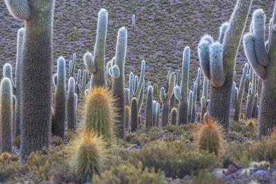 Cactus in Chile-stock-foto