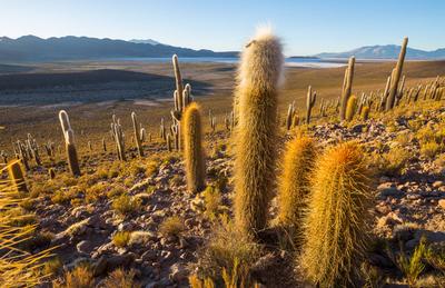 Cactus in Chile-stock-foto