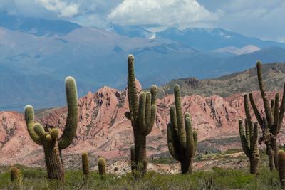 Cactus in Argentina-stock-foto