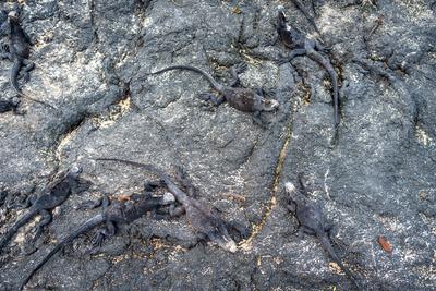 Meeresleguane beim Ausruhen auf Lavafelsen auf den Galapagos-Inseln-stock-foto