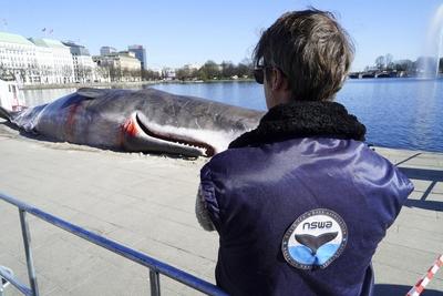 Ein Wal Kadaver , echte Attrappe , liegt am Anleger des Hamburger Jungfernstieg Umweltaktivisten wollen auf das Walsterben aufmerksam machen am 03.04.2025 in Hamburg Die Wal Attrappe soll noch bis Sonntag dort leigen bleiben. Die Aktion ist von der Stadt genemigt worden Hamburg Deutschland *** A whale carcass, real dummy, lies at the pier of Hamburgs Jungfernstieg Environmental activists want to draw attention to whale deaths on 03 04 2025 in Hamburg The whale dummy is to remain there until Sunday The action has been approved by the city Hamburg Germany-stock-foto