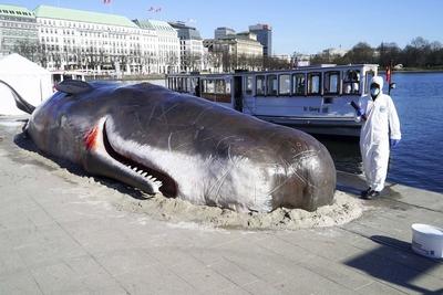Ein Wal Kadaver , echte Attrappe , liegt am Anleger des Hamburger Jungfernstieg Umweltaktivisten wollen auf das Walsterben aufmerksam machen am 03.04.2025 in Hamburg Die Wal Attrappe soll noch bis Sonntag dort leigen bleiben. Die Aktion ist von der Stadt genemigt worden Hamburg Deutschland *** A whale carcass, real dummy, lies at the pier of Hamburgs Jungfernstieg Environmental activists want to draw attention to whale deaths on 03 04 2025 in Hamburg The whale dummy is to remain there until Sunday The action has been approved by the city Hamburg Germany-stock-foto