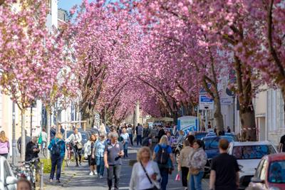 Kirschbl?ten in der Bonner Altstadt 04.04.2025-stock-photo