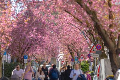Kirschbl?ten in der Bonner Altstadt 04.04.2025-stock-photo