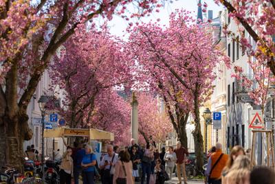 Kirschbl?ten in der Bonner Altstadt 04.04.2025-stock-photo