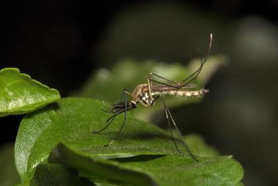 Mosquito, Culicidae, NCBS, Bangalore , India Close-up of mosquito, Culicidae, NCBS Bangalore India Copyright: xZoonar.co-stock-foto