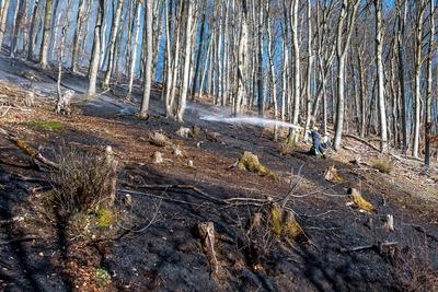Waldbr?nde im Sauerland-stock-foto