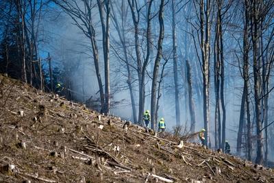 Waldbr?nde im Sauerland-stock-foto