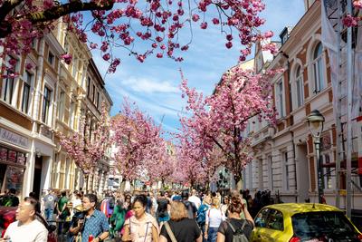Kirschbl?ten in der Bonner Altstadt 05.04.2025-stock-foto