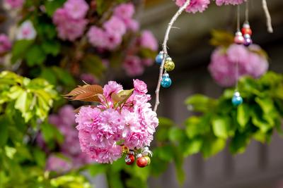 Kirschbl?ten in der Bonner Altstadt 05.04.2025-stock-foto