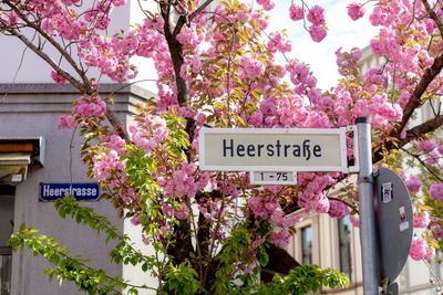 Kirschbl?ten in der Bonner Altstadt 05.04.2025-stock-foto