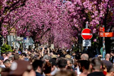 Kirschbl?ten in der Bonner Altstadt 05.04.2025-stock-foto