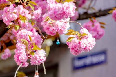 Kirschbl?ten in der Bonner Altstadt 05.04.2025-stock-foto